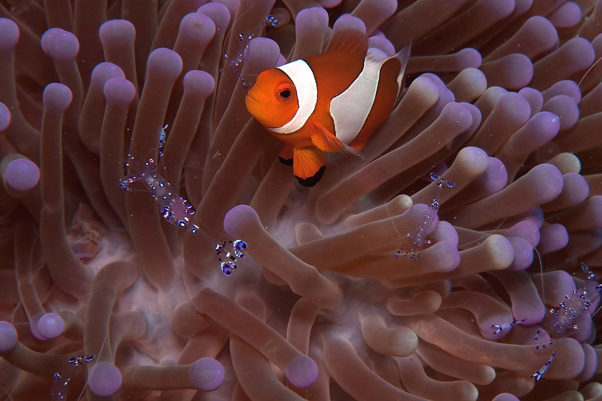 해양 생물 - Raja Ampat Aggressor II